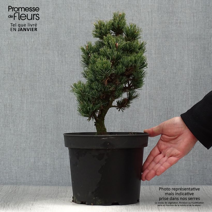 Spécimen de Pinus parviflora Beran - Pin blanc du Japon                           Pot de 4L/5L tel que livré en hiver