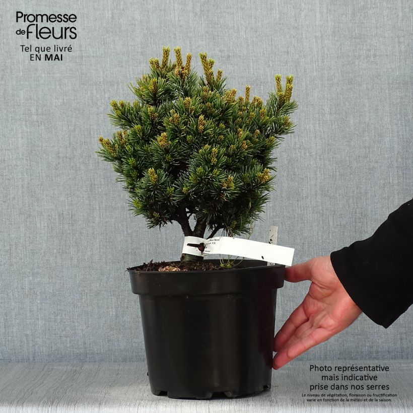 Spécimen de Pinus parviflora Beran - Pin blanc du Japon                           Pot de 4L/5L tel que livré au printemps
