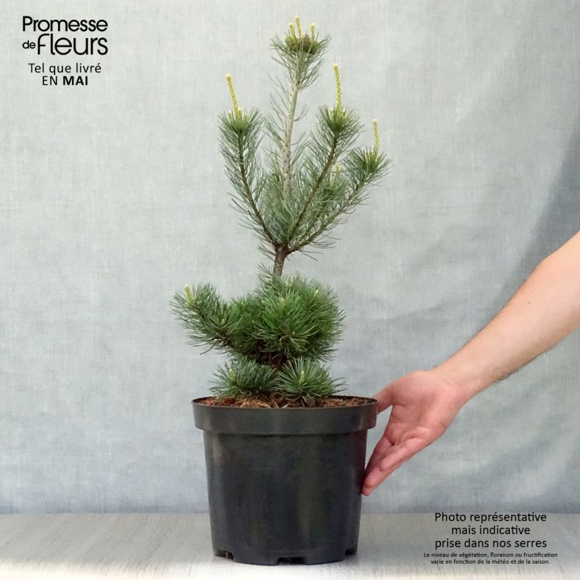 Exemplar von Pinus parviflora Glauca - Mädchen-Kiefer Topf mit 4L/5L wie im Frühjahr geliefert
