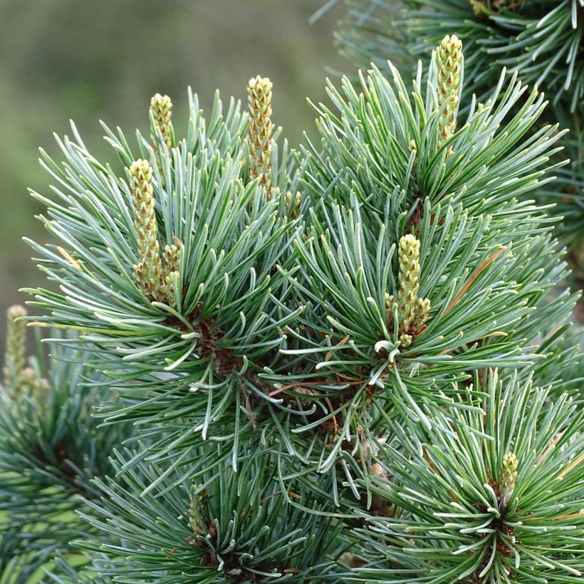 Pinus parviflora Negishi - Pin blanc japonais (Feuillage)