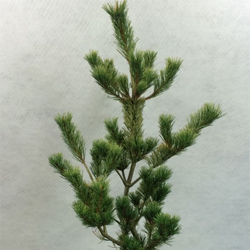 Pin blanc du Japon - Pinus parviflora Ogon Goye (Port)