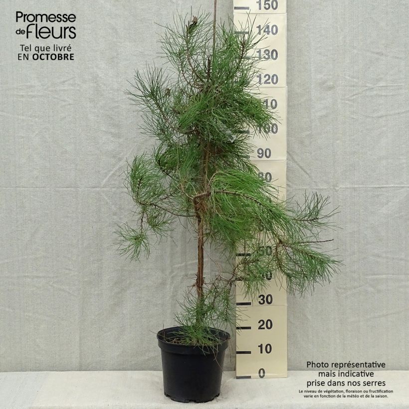 Spécimen de Pinus pinaster - Pin maritime Pot de 7,5L/10L tel que livré en automne