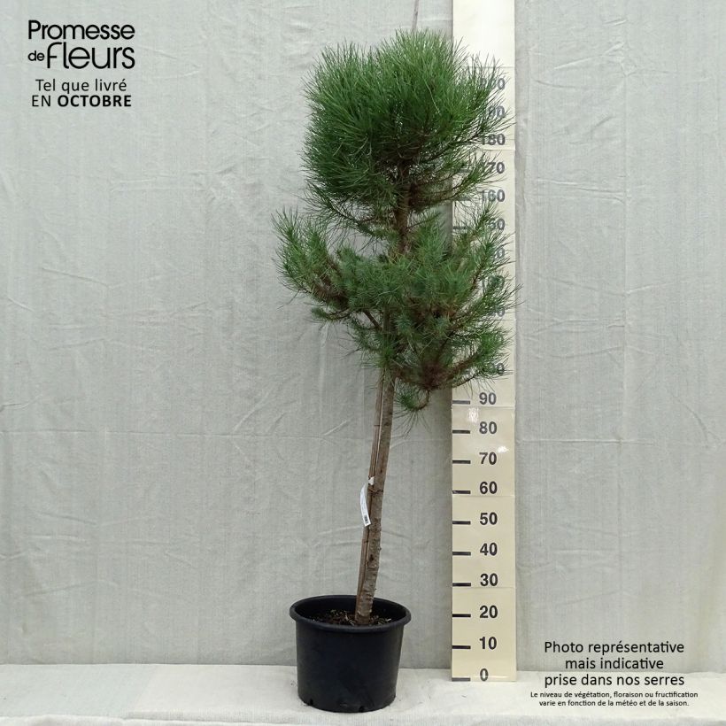 Spécimen de Pinus pinea - Pin parasol Pot de 30L/35L, Tige 10/12 tel que livré en automne