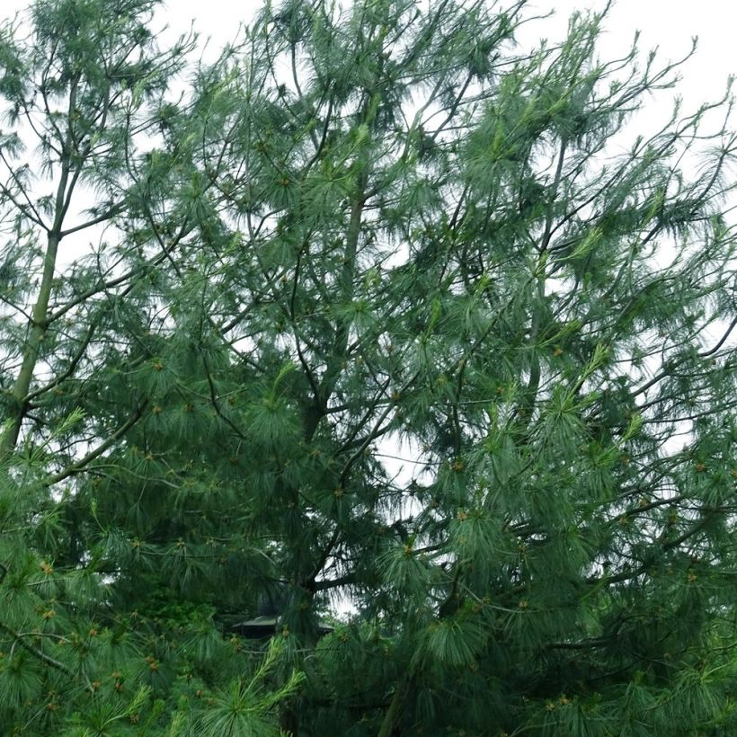 Pinus wallichiana - Pinus griffithii - Pin pleureur de l'Himalaya (Port)