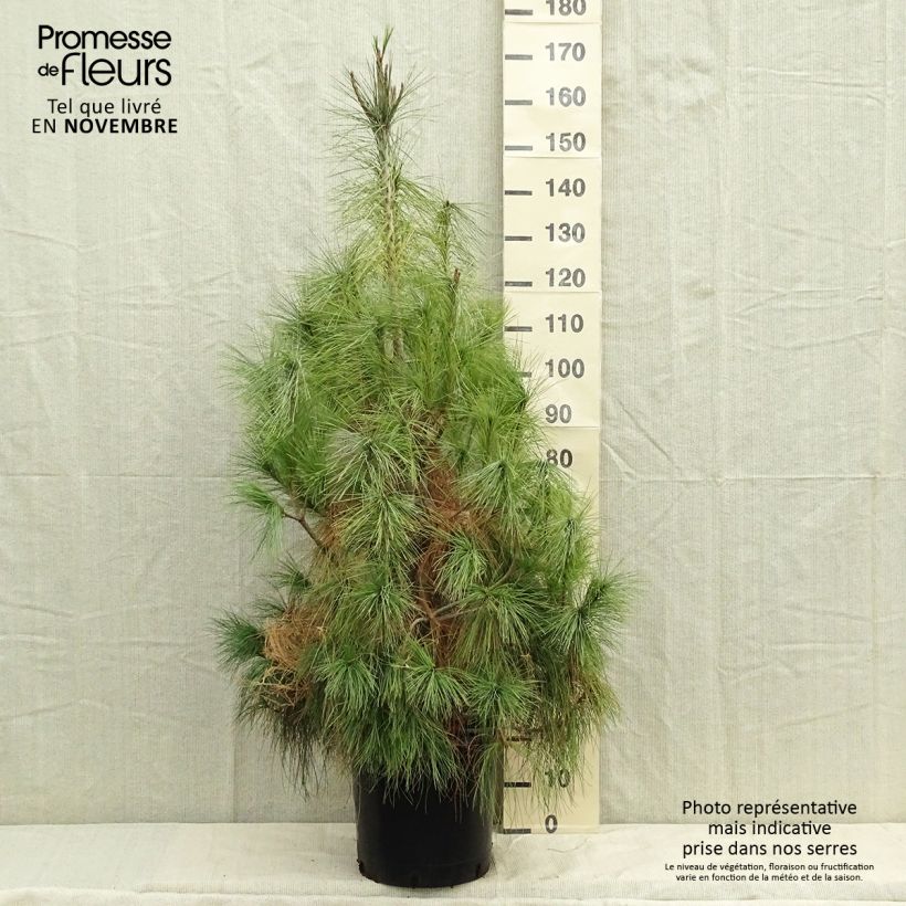 Spécimen de Pinus wallichiana - Pinus griffithii - Pin pleureur de l'Himalaya  Pot de 18L/20L tel que livré en automne
