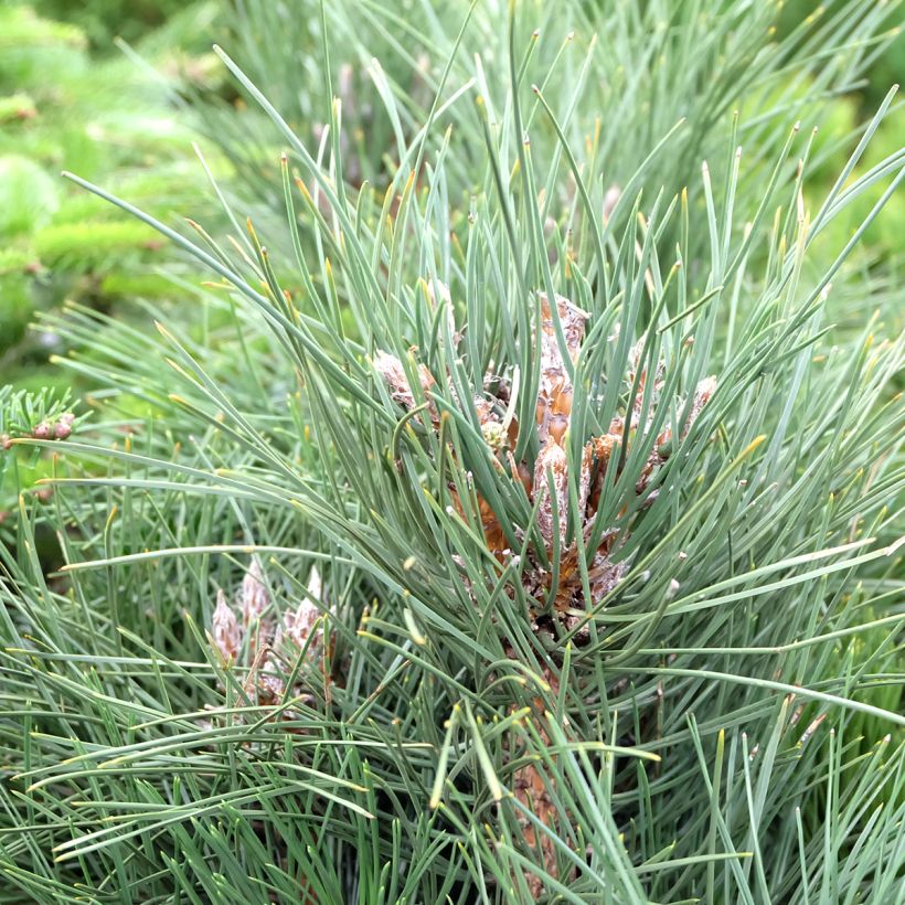 Pinus nigra Green Tower - Pin noir (Feuillage)