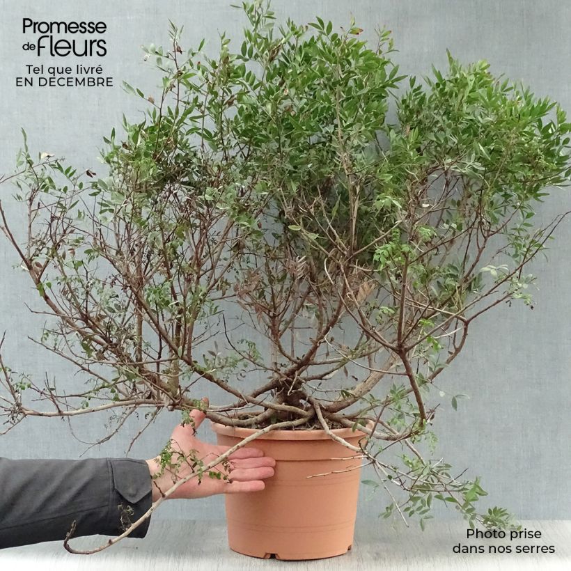 Spécimen de Pistacia lentiscus - Lentisque pistachier Pot de 6L/7L tel que livré en hiver