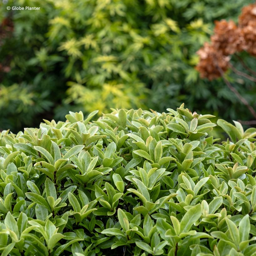 Pittosporum Orbitea - Pittosporum à petites feuilles (Feuillage)