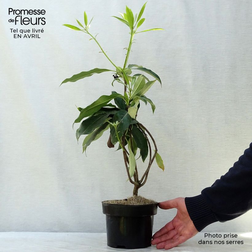 Spécimen de Pittosporum daphniphylloides Pot de 2L/3L tel que livré au printemps