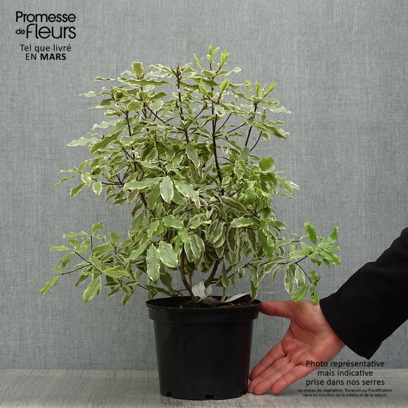 Spécimen de Pittosporum eugenoides Variegatum Pot de 3L/4L tel que livré au printemps