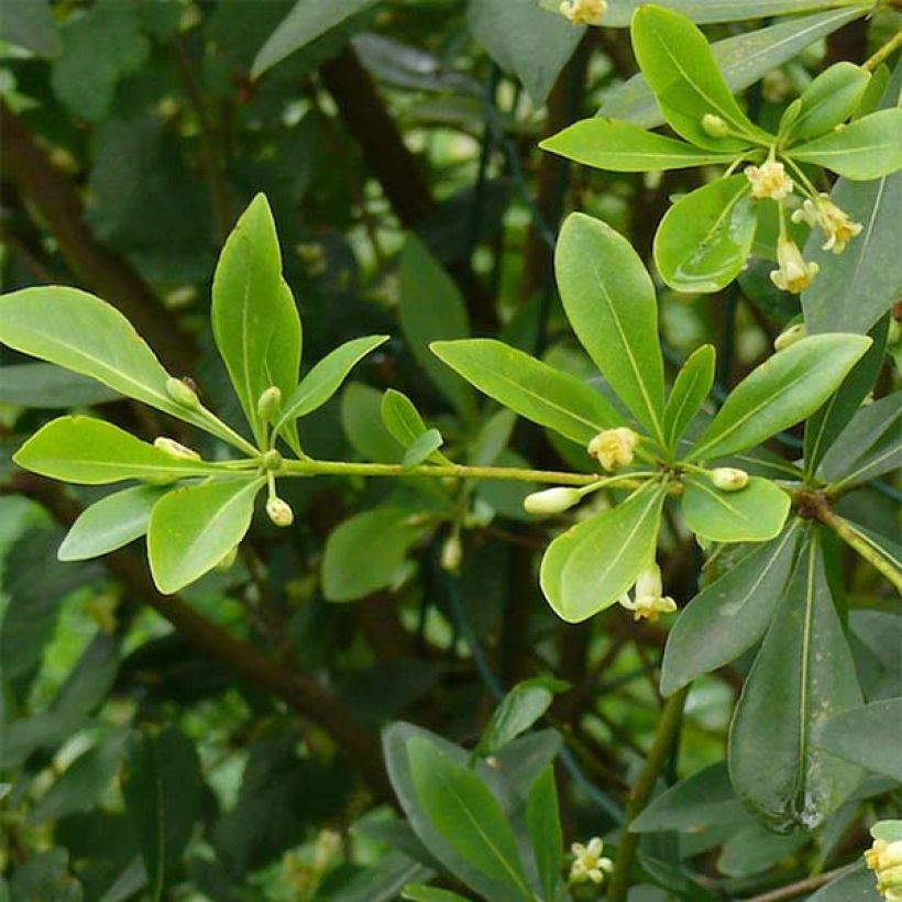 Pittosporum heterophyllum - Pittospore à feuilles variables (Feuillage)