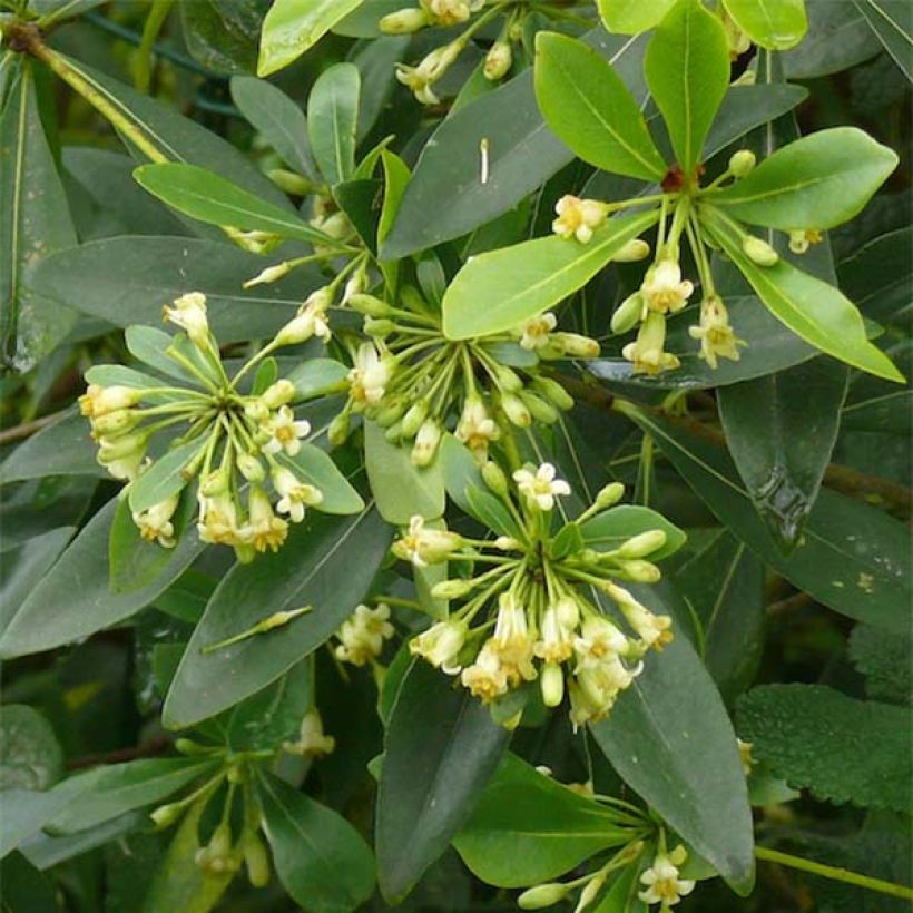 Pittosporum heterophyllum - Pittospore à feuilles variables (Floraison)