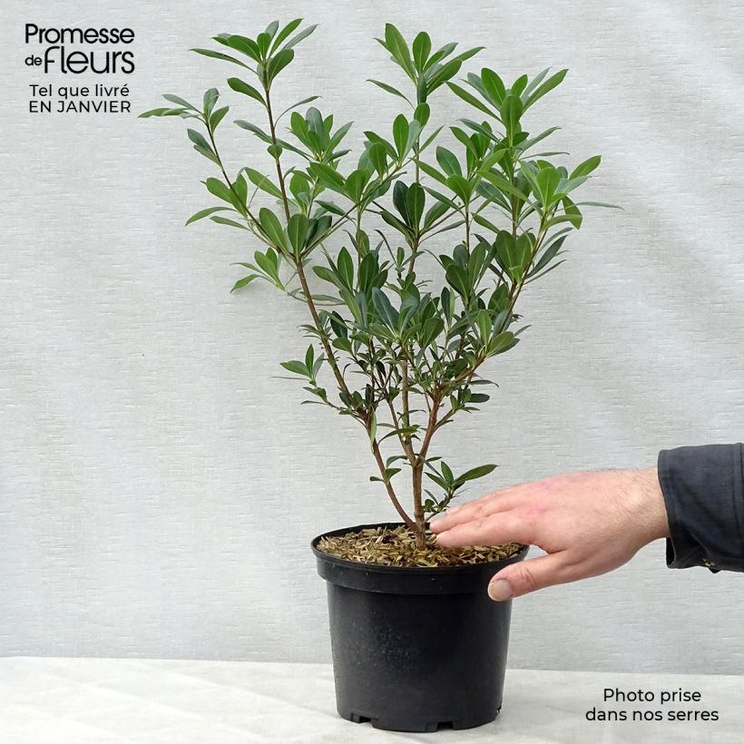Spécimen de Pittosporum heterophyllum - Pittospore à feuilles variables Pot de 2L/3L tel que livré en hiver