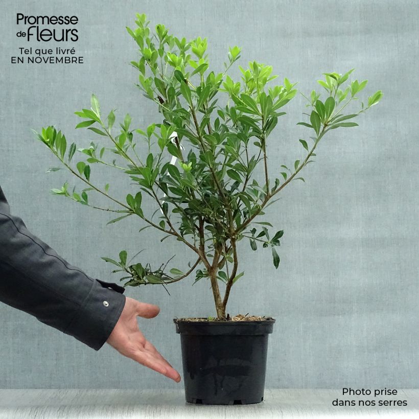 Spécimen de Pittosporum heterophyllum - Pittospore à feuilles variables Pot de 2L/3L tel que livré en automne
