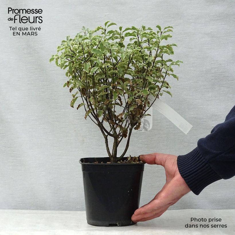 Spécimen de Pittosporum tenuifolium Pot de 2L/3L tel que livré au printemps