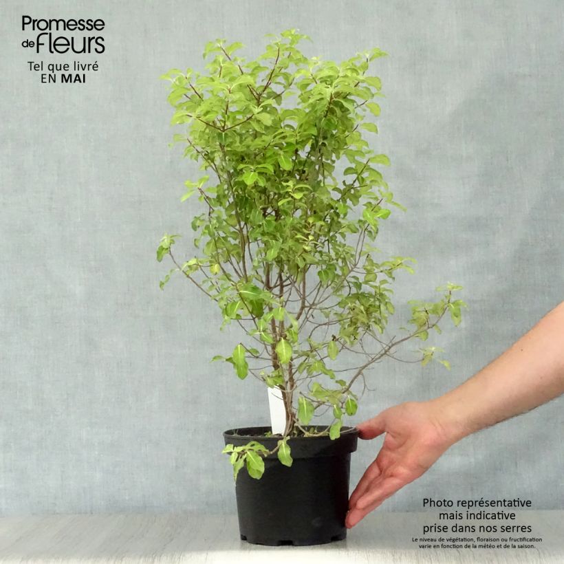 Pittosporum tenuifolium Abbotsbury Gold - Kohuhu 2L/3L pot sample as delivered in spring