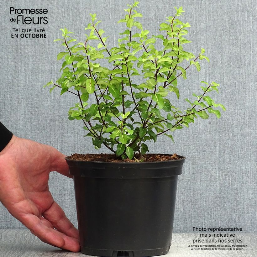 Spécimen de Pittosporum tenuifolium Abbotsbury Gold Pot de 2L/3L tel que livré en automne