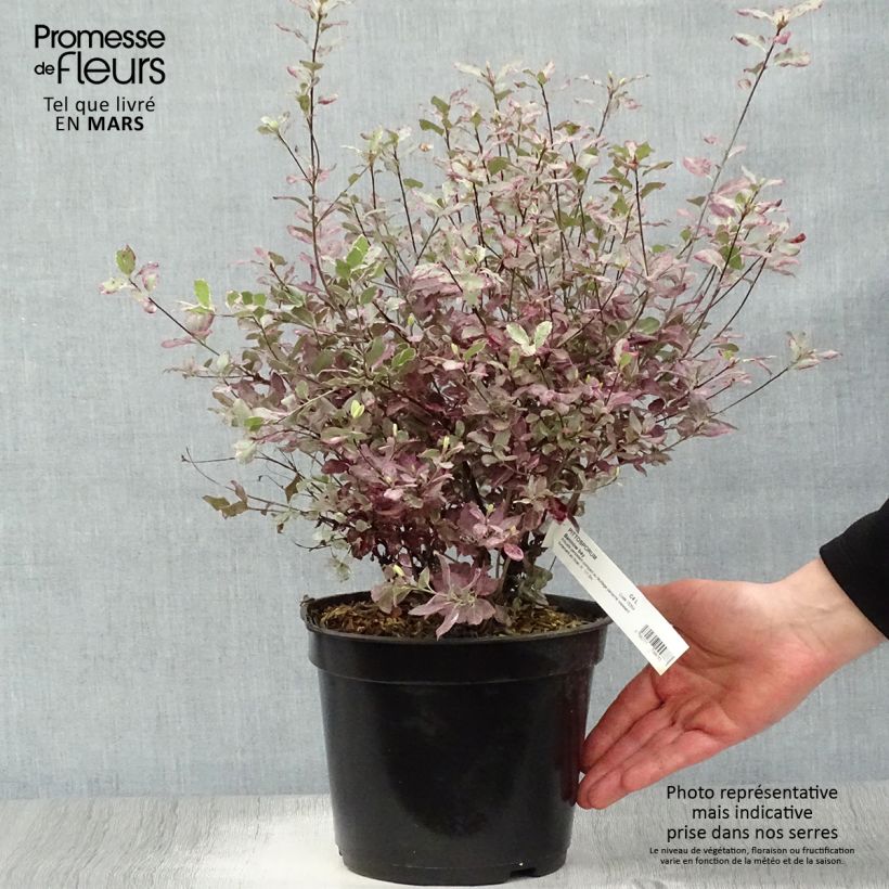 Spécimen de Pittosporum tenuifolium Bannow Bay Pot de 3L/4L tel que livré au printemps