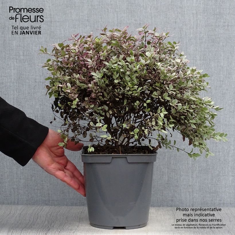 Spécimen de Pittosporum tenuifolium Bannow Bay Pot de 3L/4L tel que livré en hiver