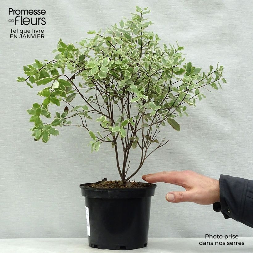 Spécimen de Pittosporum tenuifolium Elisabeth Pot de 2L/3L tel que livré en hiver