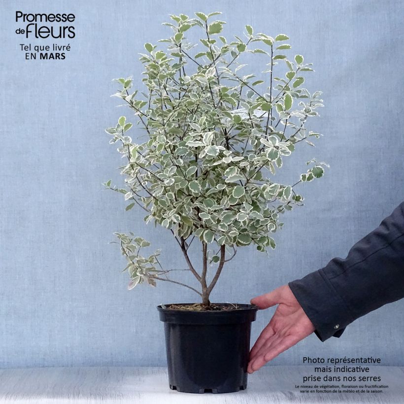 Spécimen de Pittosporum tenuifolium Elisabeth Pot de 2L/3L tel que livré au printemps