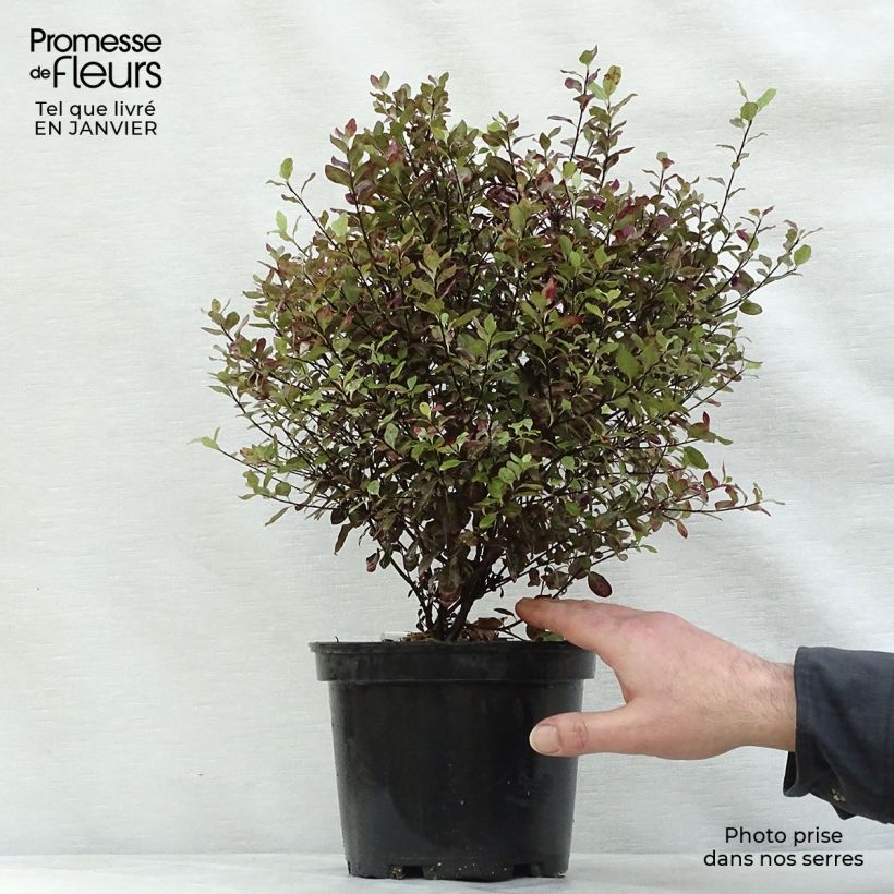 Spécimen de Pittosporum tenuifolium Emerald Dome Pot de 2L/3L tel que livré en hiver