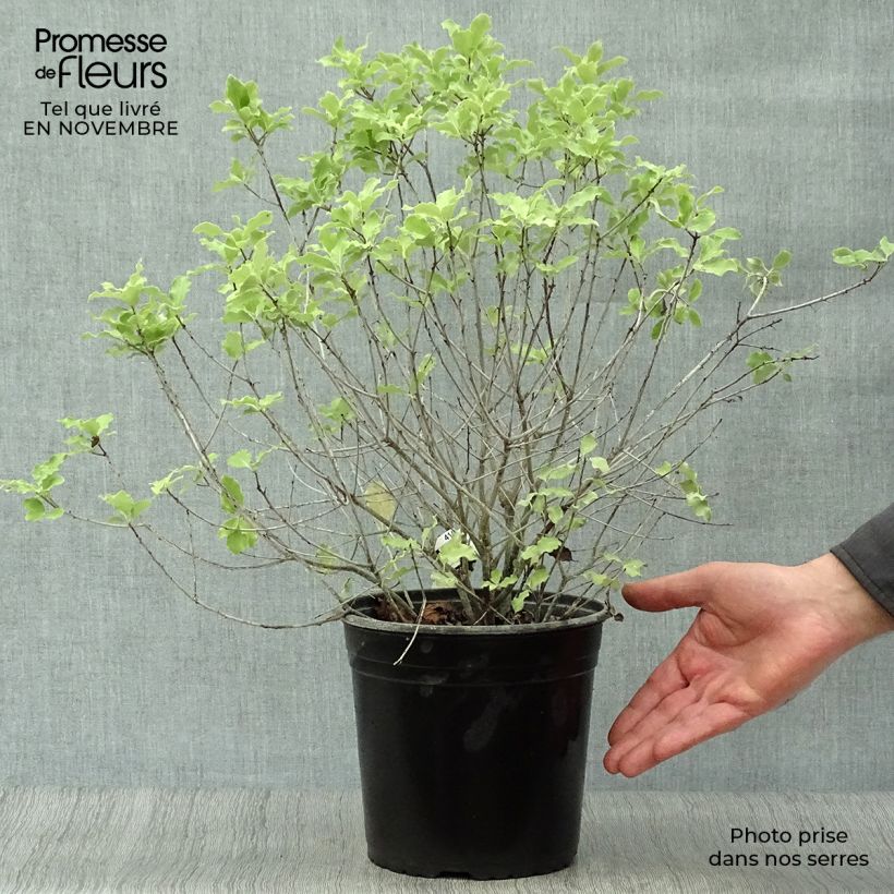 Spécimen de Pittosporum tenuifolium Emerald Dome Pot de 2L/3L tel que livré en automne