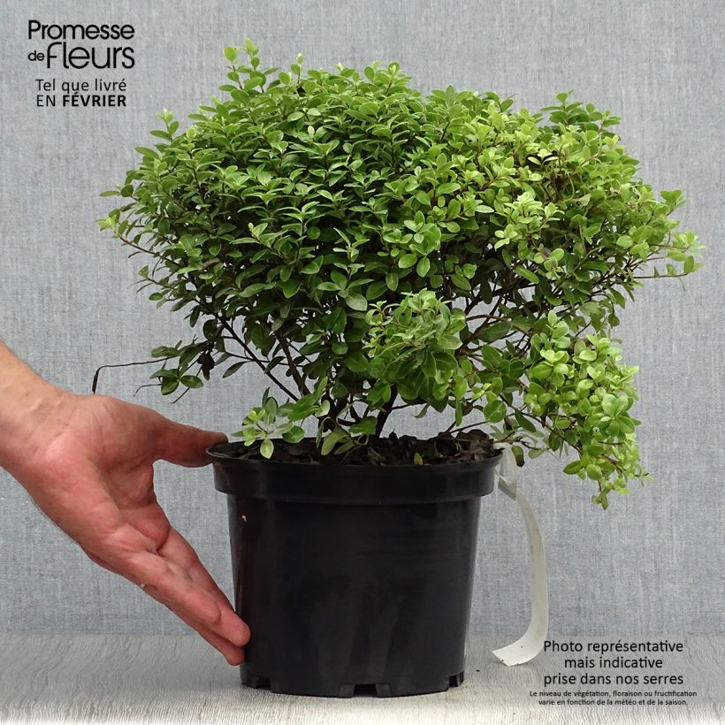 Spécimen de Pittosporum tenuifolium Golf ball - Pittosporum à petites feuilles Pot de 2L/3L tel que livré en automne