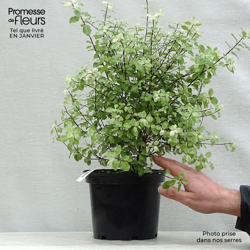 Spécimen de Pittosporum tenuifolium Irene Patterson Pot de 2L/3L tel que livré en hiver