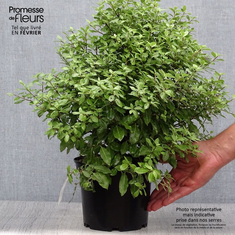 Spécimen de Pittosporum tenuifolium Midget Pot de 2L/3L tel que livré en automne