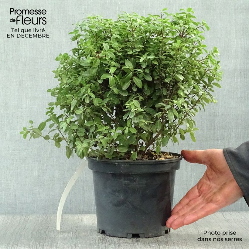 Spécimen de Pittosporum tenuifolium Midget Pot de 2L/3L tel que livré en hiver