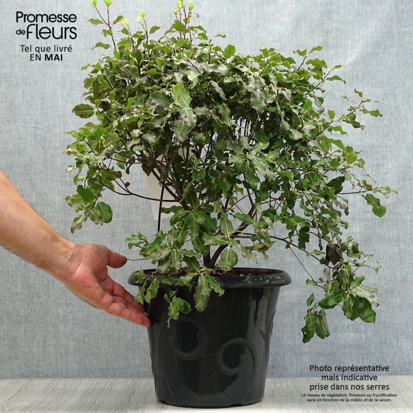 Pittosporum tenuifolium Purpureum Vaso da 7,5L/10L esemplare consegnato in primavera