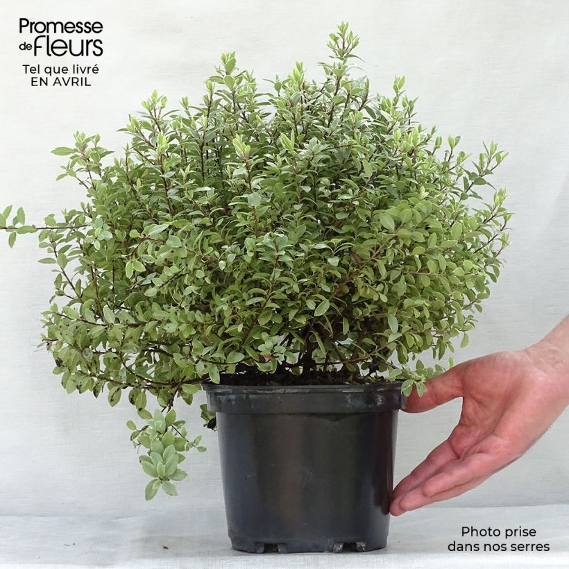 Spécimen de Pittosporum tenuifolium Silver Ball Pot de 2L/3L tel que livré au printemps
