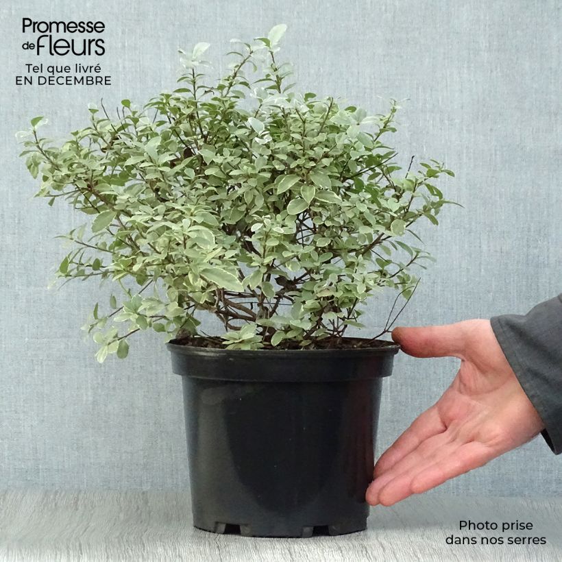 Spécimen de Pittosporum tenuifolium Silver Ball Pot de 2L/3L tel que livré en hiver