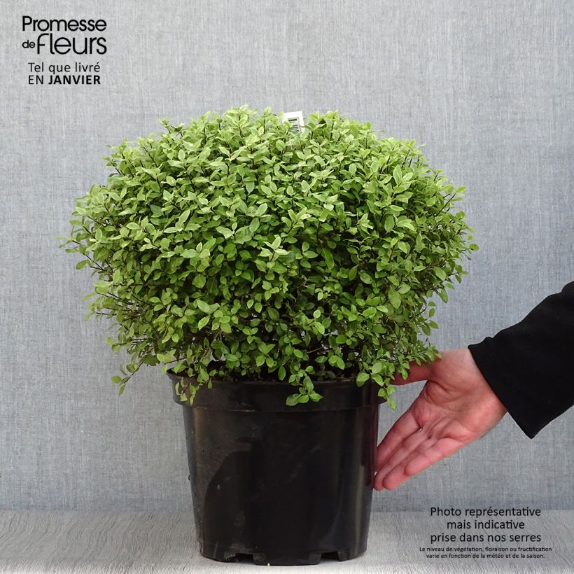Spécimen de Pittosporum tenuifolium Silver Ball Pot de 7,5L/10L, Boule 30/40 tel que livré en hiver