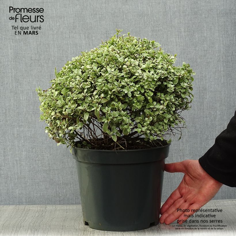 Spécimen de Pittosporum tenuifolium Silver Ball Pot de 7,5L/10L, Boule, Boule 30/40 tel que livré au printemps