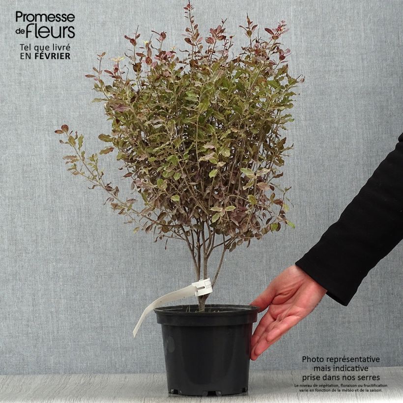 Spécimen de Pittosporum tenuifolium Tom Thumb - Pittosporum à petites feuilles Pot de 2L/3L tel que livré en hiver
