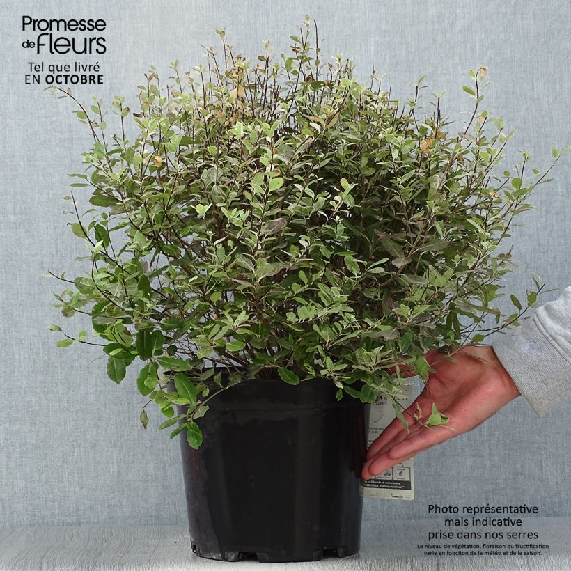 Spécimen de Pittosporum tenuifolium Tom Thumb - Pittosporum à petites feuilles Pot de 6L/7L tel que livré en automne