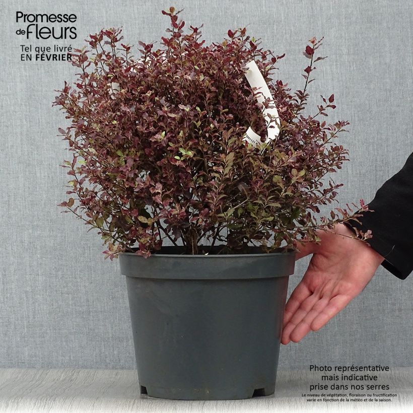 Spécimen de Pittosporum tenuifolium Tom Thumb - Pittosporum à petites feuilles Pot de 6L/7L tel que livré en hiver