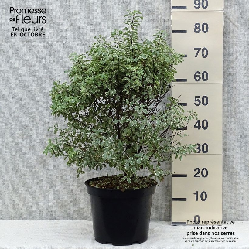 Spécimen de Pittosporum tenuifolium Variegatum Pot de 7,5L/10L tel que livré en automne