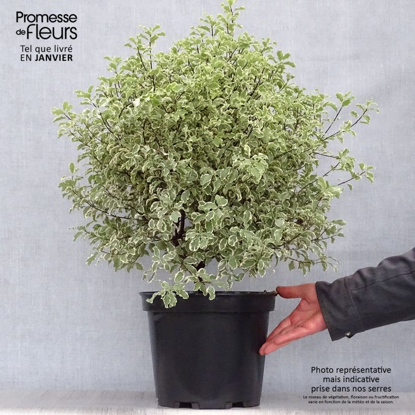 Spécimen de Pittosporum tenuifolium Variegatum Pot de 7,5L/10L tel que livré en hiver