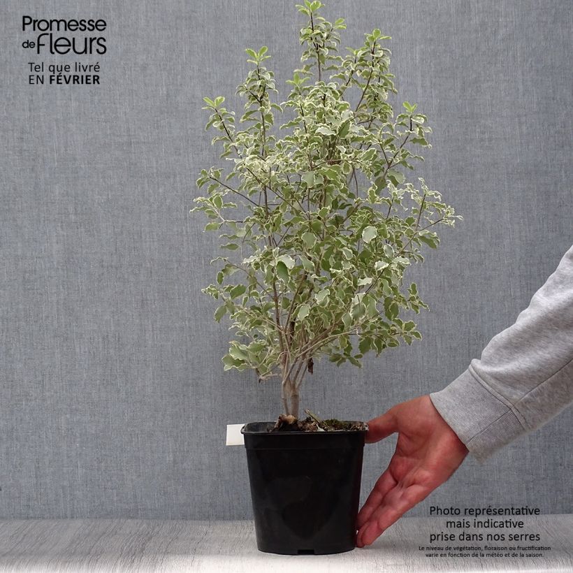 Spécimen de Pittosporum tenuifolium Variegatum Pot de 2L/3L tel que livré en automne