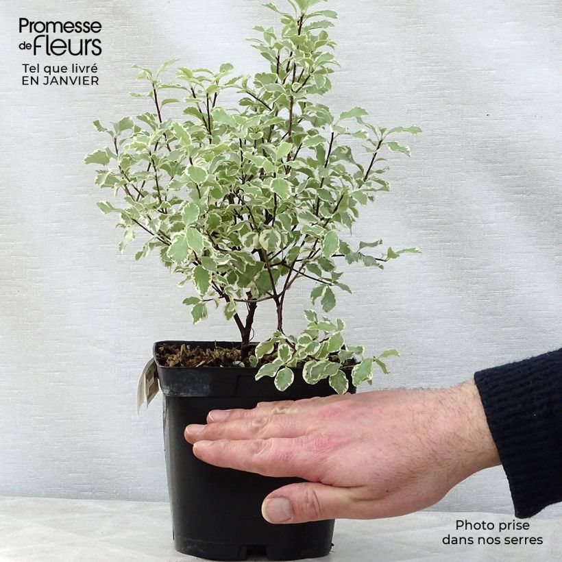 Spécimen de Pittosporum tenuifolium Variegatum Pot de 2L/3L tel que livré en hiver