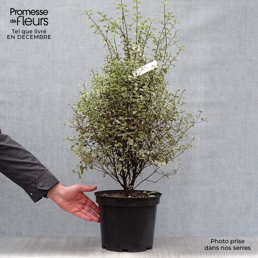 Spécimen de Pittosporum tenuifolium Victoria - Pittosporum à petites feuilles Pot de 4L/5L tel que livré en hiver