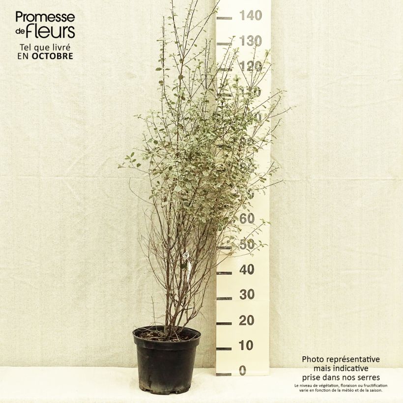 Spécimen de Pittosporum tenuifolium Victoria - Pittosporum à petites feuilles Pot de 4L/5L tel que livré en automne