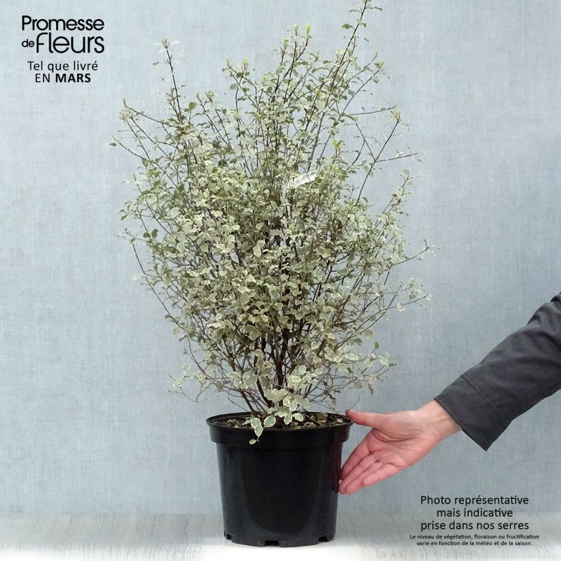 Spécimen de Pittosporum tenuifolium Victoria - Pittosporum à petites feuilles Pot de 4L/5L tel que livré au printemps