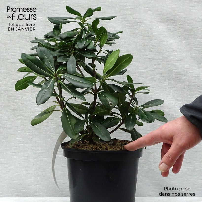 Spécimen de Pittosporum tobira - Pittospore du Japon Pot de 2L/3L tel que livré en hiver