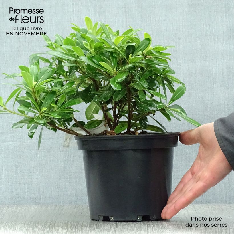 Spécimen de Pittosporum tobira Nanum Pot de 2L/3L tel que livré en automne