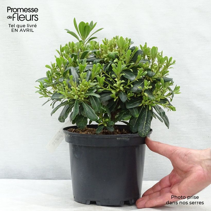 Spécimen de Pittosporum tobira Nanum Pot de 2L/3L tel que livré au printemps
