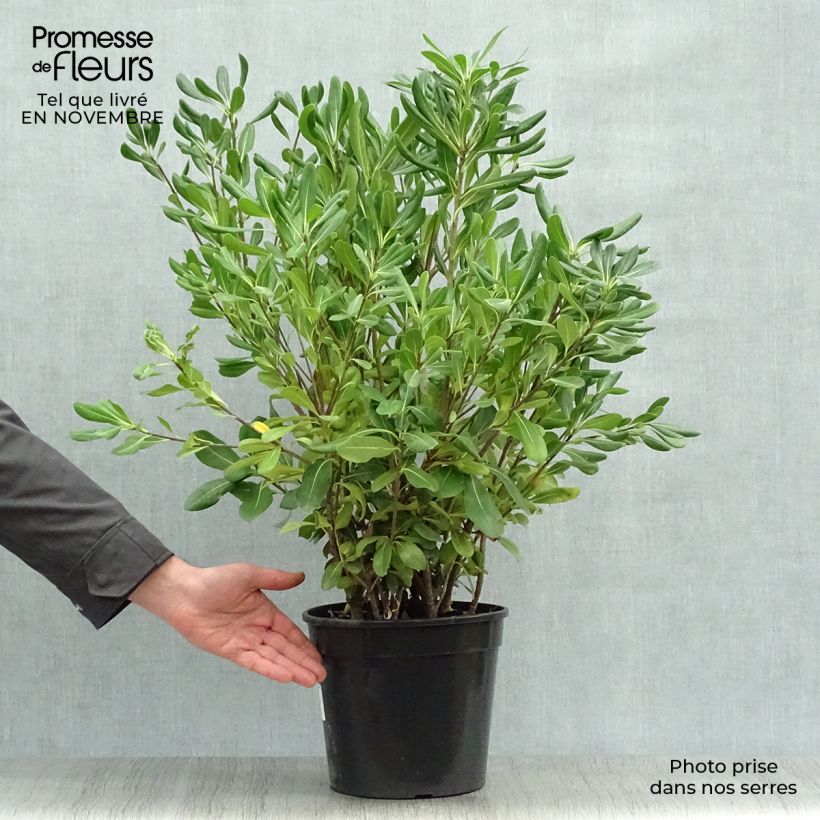 Spécimen de Pittosporum tobira - Pittospore du Japon Pot de 7,5L/10L tel que livré en automne